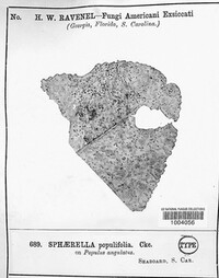 Sphaerella populifolia image